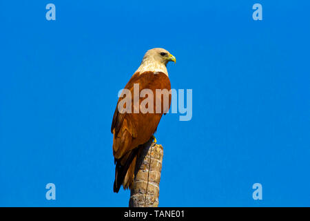 Brahminy Kite, Haliastur Indus, Zuvari Fluss, Goa, Indien. Stockfoto