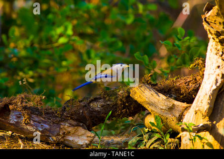 Blue tailed Minla, Actinodura cyanouroptera, Sattal, Uttarakhand, Indien. Stockfoto