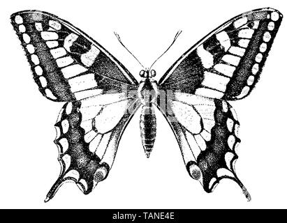 Alte Welt Schwalbenschwanz, Pieris Rapae (Enzyklopädie, 1892) Stockfoto