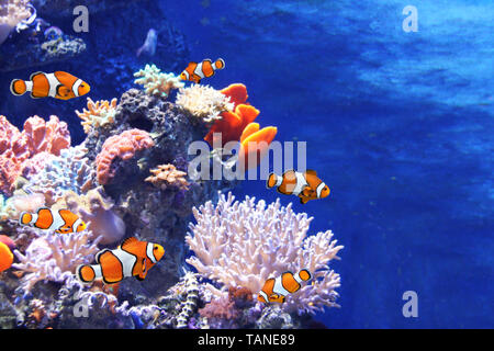 Tropischen Korallen und Clownfisch (Amphiprion percula) in Marine Aquarium. Kopieren Sie Platz für Text Stockfoto