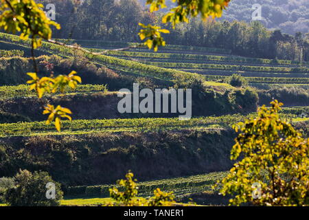 Kaiserstuhl ist ein Weinbaugebiet in Deutschland Stockfoto