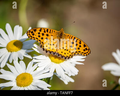 Eine indische Fritillaryschmetterling, ceriagrion hyperbius, Feeds von einem weißen Daisy. Wenn selten, diese hellen Schmetterlinge können manchmal in Japan gefunden werden. Stockfoto