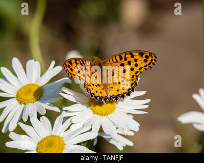 Eine indische Fritillaryschmetterling, ceriagrion hyperbius, Feeds von einem weißen Daisy. Wenn selten, diese hellen Schmetterlinge können manchmal in Japan gefunden werden. Stockfoto