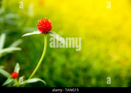 Gomphrena rot in den Sonnenaufgang. Stockfoto