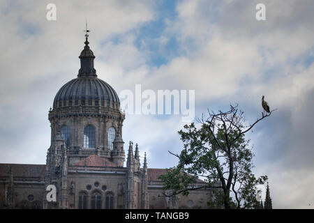 Ein weißstorch thront auf einem Baum vor der Kathedrale von Salamanca, Spanien mit weißen Wolken und blauer Himmel im Hintergrund. Stockfoto