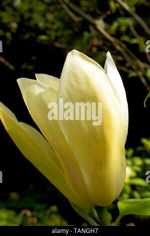 Gelbe magnolia Stockfoto