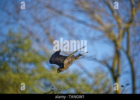 Sakerfalke Falco cherrug, fliegen. Stockfoto