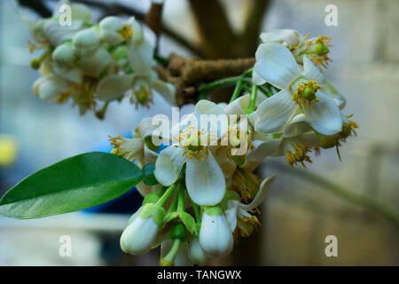 Blume von Citrus Grandis, Citrus Maxima, pomelo Stockfoto