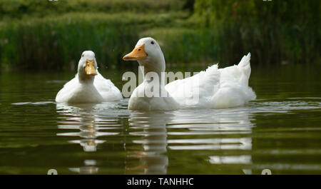 Große weiße Aylesbury, Pekin, Pekingente, Nahaufnahme, Ansicht Stockfoto