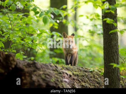 Red Fox (Vulpes vulpes) stehend auf einem Bemoosten tief im Wald im Frühjahr in Kanada Stockfoto