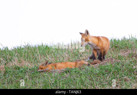 Red Fox (Vulpes vulpes) will auf grasbewachsenen Hügel im Frühjahr in Kanada zu spielen Stockfoto