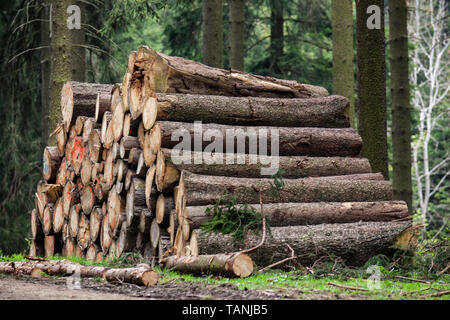 Gestapelte Baumstämme auf dem Weg zum Gipfel der Hohen Acht, dem mit 746,9 Metern Hoehe hoechsten Berg der Eifel. Stockfoto