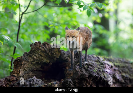 Red Fox (Vulpes vulpes) zu Fuß auf einem Bemoosten tief im Wald im Frühjahr in Kanada Stockfoto