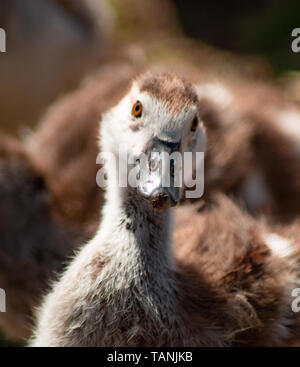Egptian Gans, Gänschen, Low Angle View, Familie Gruppe Stockfoto
