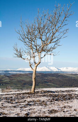 Baum framing Die Verschneite alte Mann der Coniston und Coniston Fells klaren Wintertag Blick von Scout Narbe in der Nähe von Kendal Cumbria Lake District, England Stockfoto