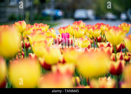 Kanadische Tulip Festival 2019 Stockfoto