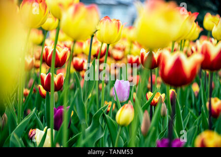 Kanadische Tulip Festival 2019 Stockfoto