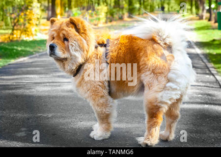 Hund, Tier, Haustier, Rasse, flauschige, häusliche, niedlich, Porträt, Chow, canine, Säugetier, Braun, reinrassige, weiß, jung, Fell, liebenswert, Chow-chow, pedigreed, t Stockfoto