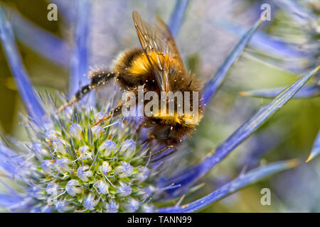 Bumblebee sammeln Pollen und Nektar auf Blau Eryngium thistle Blume Stockfoto