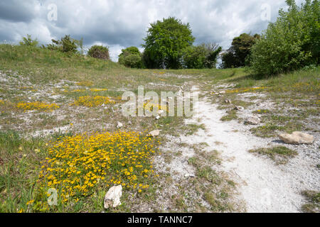 Wildflower - reiche Chalk Grube am Magdalen Hügels hinunter Naturschutzgebiet in Hampshire, Großbritannien, im Frühling, mit Wundklee und Vögel foot trefoil Wildblumen. Stockfoto