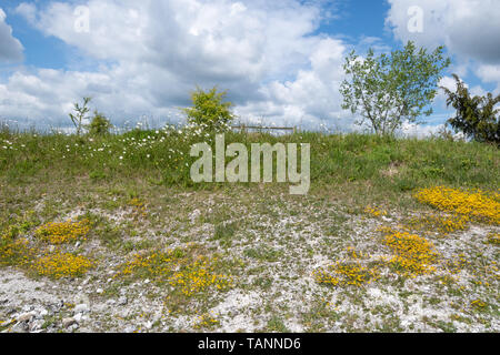 Wildflower - reiche Chalk Grube am Magdalen Hügels hinunter Naturschutzgebiet in Hampshire, Großbritannien, im Frühling, mit Wundklee und Vögel foot trefoil Wildblumen. Stockfoto