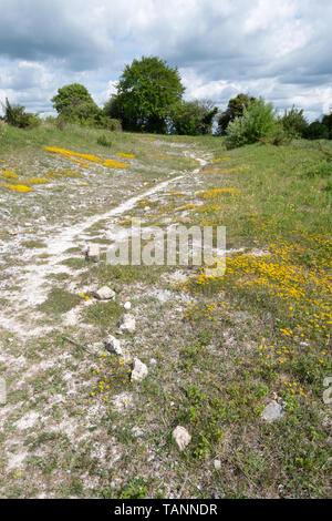 Wildflower - reiche Chalk Grube am Magdalen Hügels hinunter Naturschutzgebiet in Hampshire, Großbritannien, im Frühling, mit Wundklee und Vögel foot trefoil Wildblumen. Stockfoto