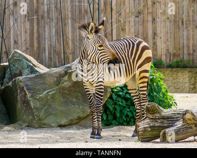 Der hartmann Bergzebra in Nahaufnahme, gefährdete Tierart aus Namibia und Angola in Afrika Stockfoto