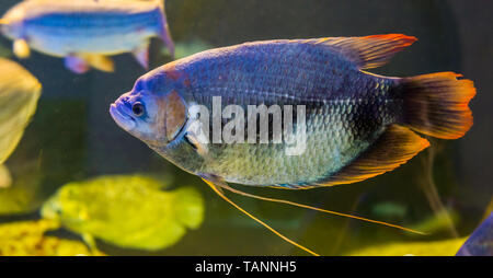 Giant Red Tail Gurami, eine seltene tropische Fische aus dem kinabatangan River Basin von Malaysia Stockfoto