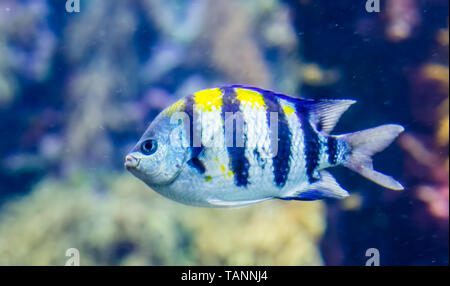 Closeup Portrait einer indo-pazifischen Sergeant, tropische Fische im Indischen Ozean, populäre Aquarium pet Stockfoto