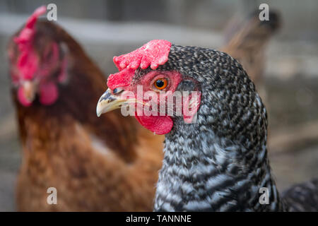 Freie Strecke Ostern egger hybrid Henne Stockfoto