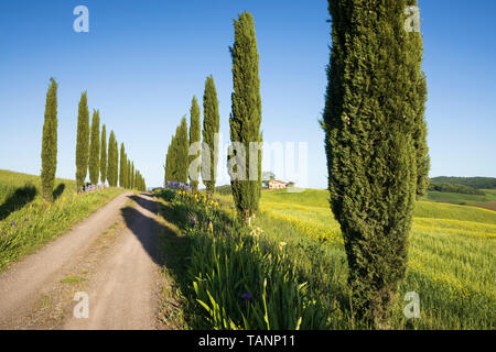 Zypressen gesäumten Bauernhof Track mit toskanischen Bauernhaus und typische Landschaft, Le Ville di Corsano, Provinz Siena, Toskana, Italien, Europa Stockfoto