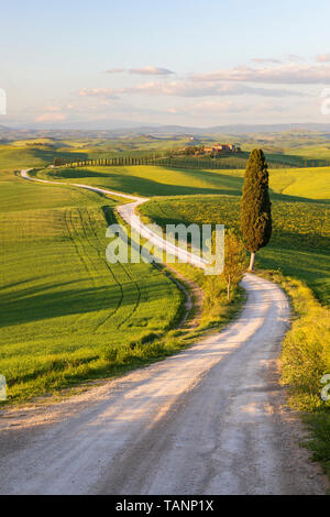 Farm Track mit Zypressen und toskanischen Bauernhaus und typische Landschaft, Le Ville di Corsano, Provinz Siena, Toskana, Italien, Europa Stockfoto