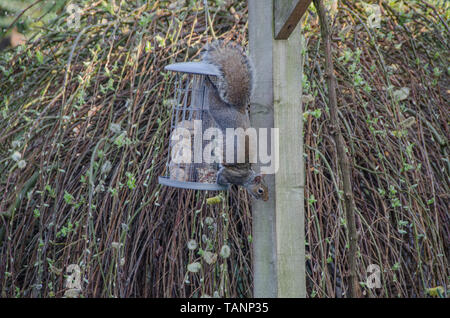 Graue Eichhörnchen auf Bird Feeder. Stockfoto