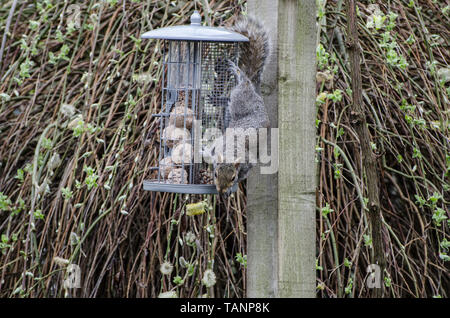 Graue Eichhörnchen auf Bird Feeder. Stockfoto