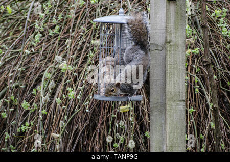 Graue Eichhörnchen auf Bird Feeder. Stockfoto