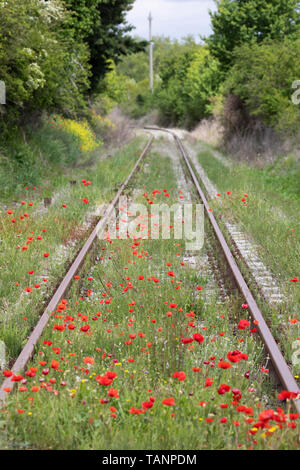 Mohn wächst entlang der Bahnstrecke, San Giovanni d'Asso, Provinz Siena, Toskana, Italien, Europa