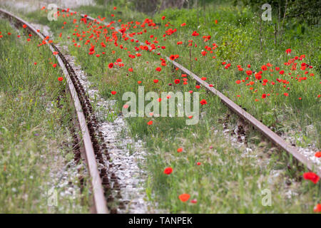 Mohn wächst Railtrack, San Giovanni d'Asso, Provinz Siena, Toskana, Italien, Europa Stockfoto