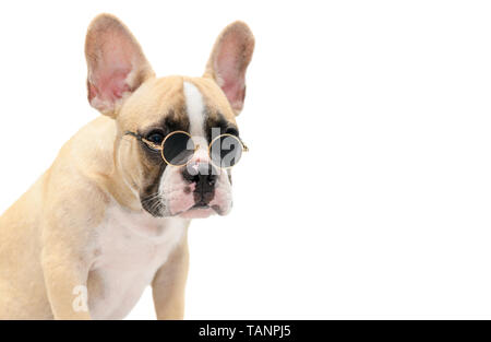 Süße französische Bulldogge tragen Sonnenbrille auf weißem Hintergrund, Sommer Konzept Stockfoto