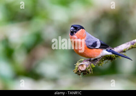 Männliche Dompfaff im Frühjahr in Mid Wales Stockfoto