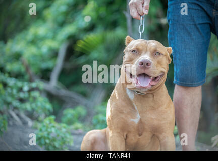 Die amerikanische Grube Stier Terrier Hund sitzend mit Eigentümer, Pet und gefährlichen Hund Konzept Stockfoto