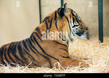 Männliche Sumatra-tiger (Panthera tigris sumatrae) im Zoo von Edinburgh, Schottland, Großbritannien Stockfoto