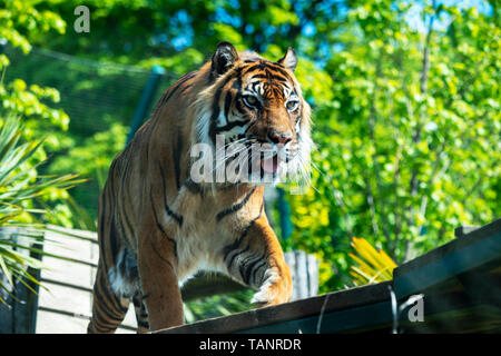 Männliche Sumatra-tiger (Panthera tigris sumatrae) im Zoo von Edinburgh, Schottland, Großbritannien Stockfoto