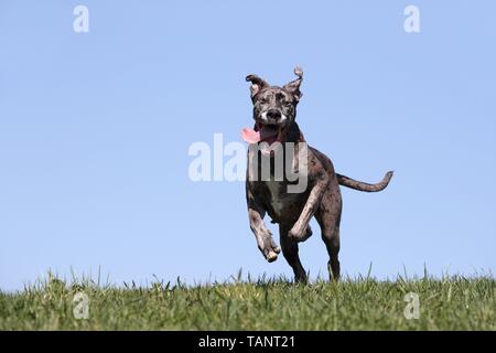 laufen Deutsche Dogge Stockfoto