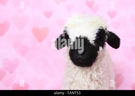 Wallis Blacknose Lamm Stockfoto