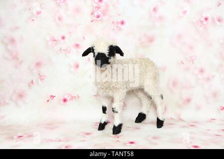 Wallis Blacknose Lamm Stockfoto