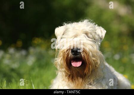 Irish Soft Coated Wheaten Terrier Portrait Stockfoto