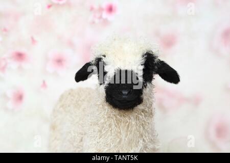 Wallis Blacknose Lamm Stockfoto