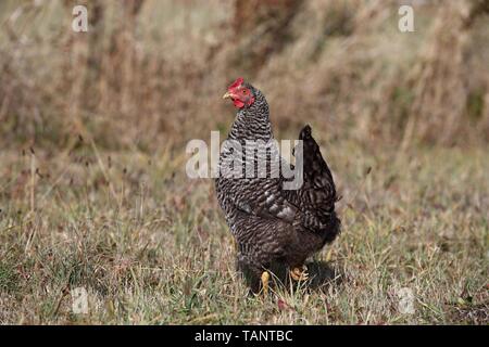 Huhn Stockfoto