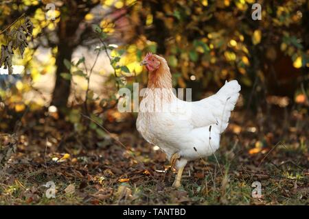 Huhn Stockfoto