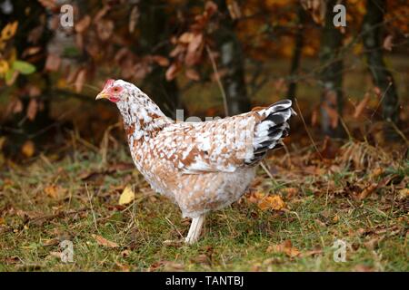 Schwedische Blume Huhn Stockfoto